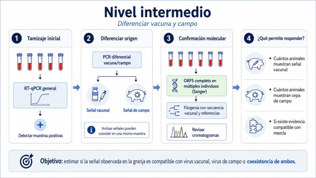 Esquema de detección diferencial de señales compatibles con cepas vacunales de PRRSV.