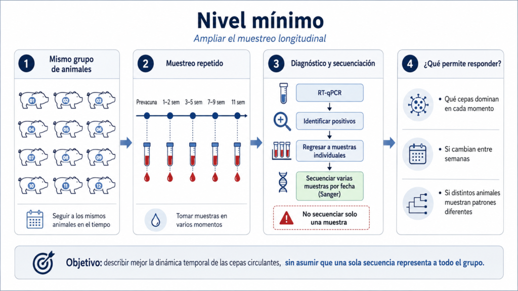 Esquema de seguimiento longitudinal para comparar variantes de PRRSV entre animales y momentos de muestreo.